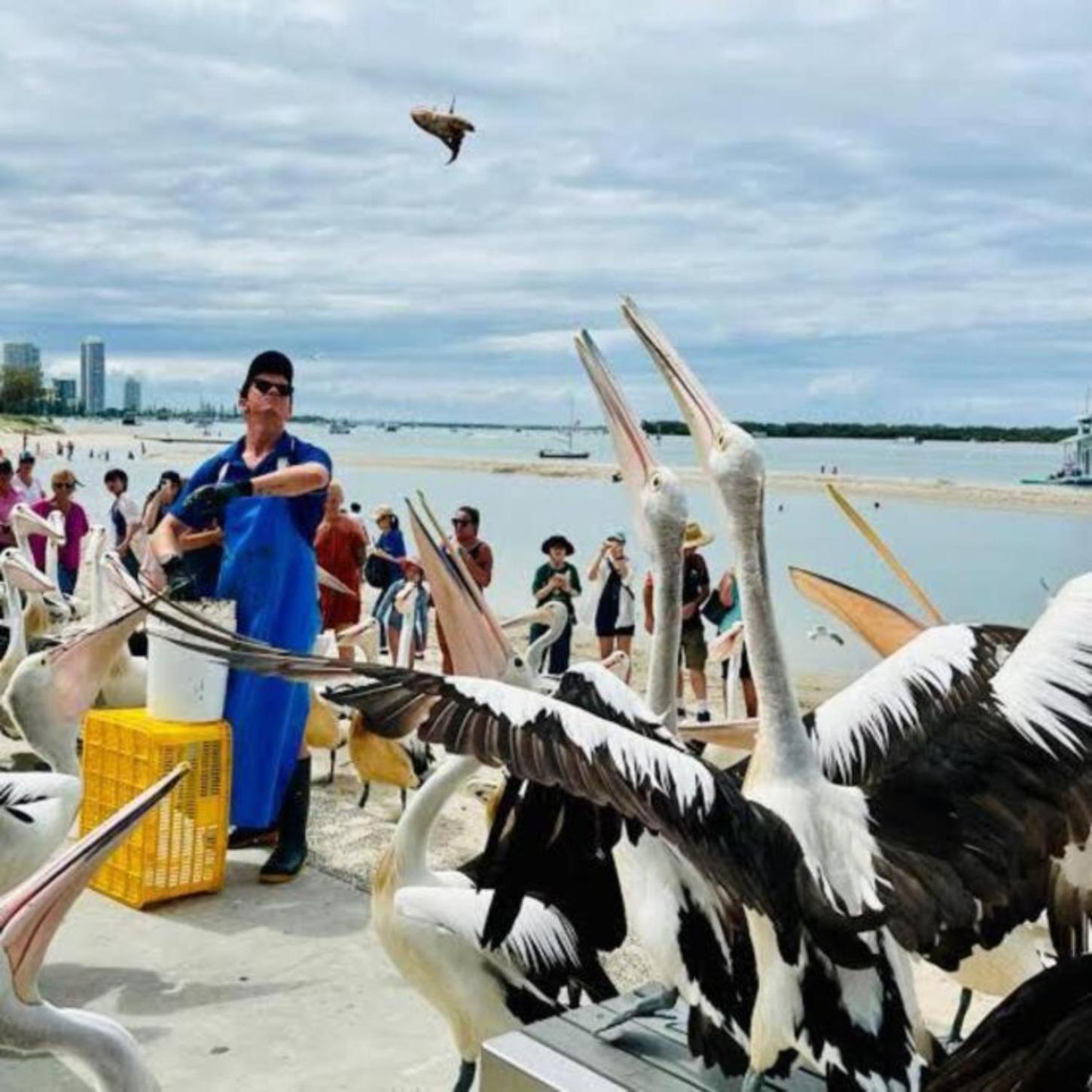 16 Sleep Family Group Getaway * Gold Coast